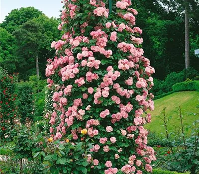 Kletterrose 'Coral Dawn'®