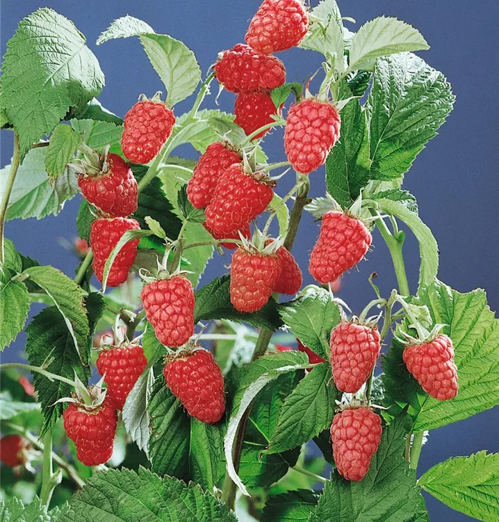 Himbeere 'Schönemann'