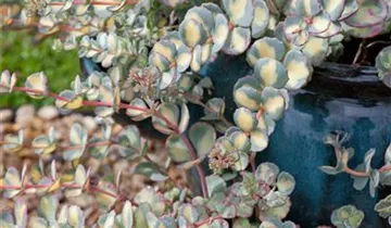 Zum Vergrößern klicken Bildvorschau