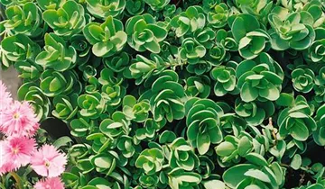 Zum Vergrößern klicken Bildvorschau