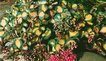 Zum Vergrößern klicken Bildvorschau