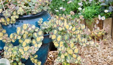 Zum Vergrößern klicken Bildvorschau