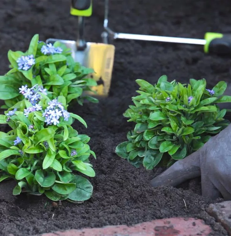 Vergissmeinnicht - Einpflanzen im Garten