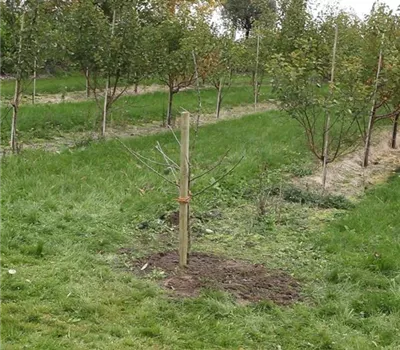 Apfelbaum - Einpflanzen im Garten