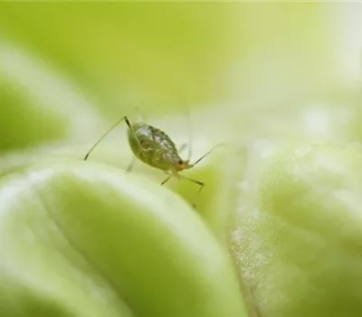 Blattläuse an Salat