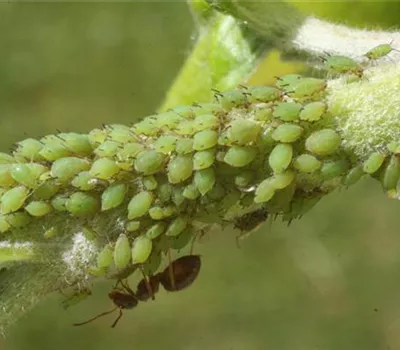 Blattläuse an Äpfeln