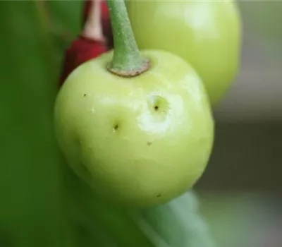 Kirschkernstecher
