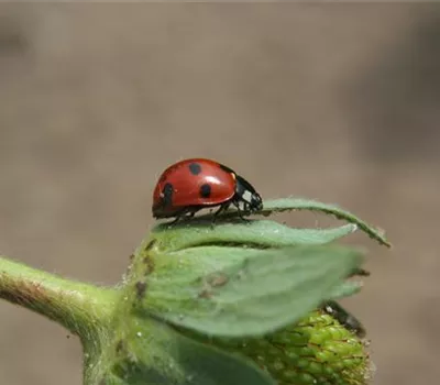 Marienkäfer