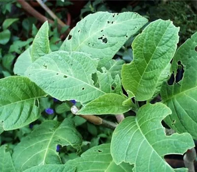 Schnecken an Stauden und Sommerblumen Schnecken an Stauden und Sommerblumen