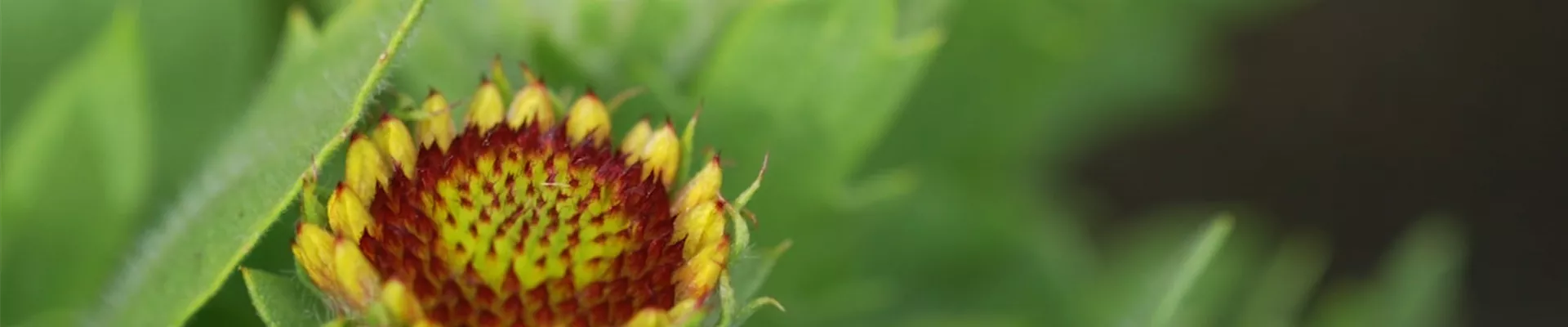 Korkadenblume - Einpflanzen im Garten (thumbnail).jpg Korkadenblume - Einpflanzen im Garten (thumbnail).jpg