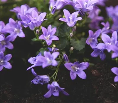 Dalmatiner Polster-Glockenblume - Einpflanzen im Garten Dalmatiner Polster-Glockenblume - Einpflanzen im Garten