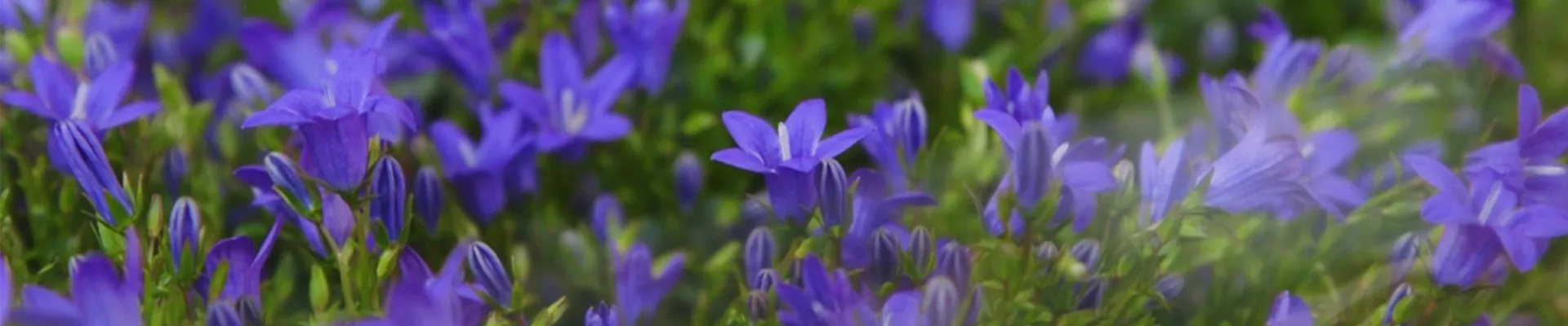 Glockenblume - Einpflanzen in den Garten (thumbnail).jpg Glockenblume - Einpflanzen in den Garten (thumbnail).jpg