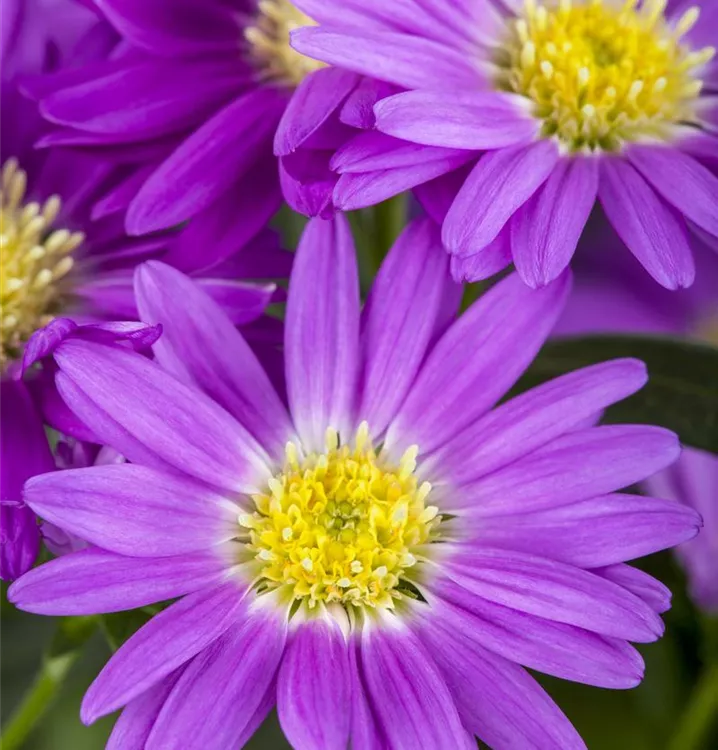 Glattblatt-Aster