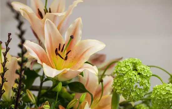 Lilien – Königinnen im Garten