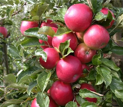 Obstbäume veredeln – frische neue Früchte