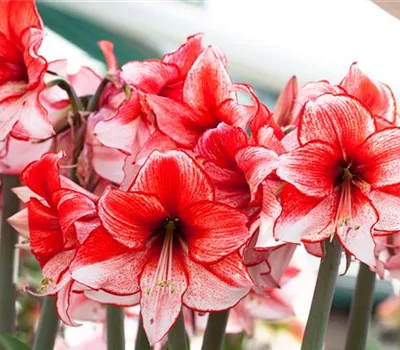 Amaryllis – pflanzen und pflegen im Haus