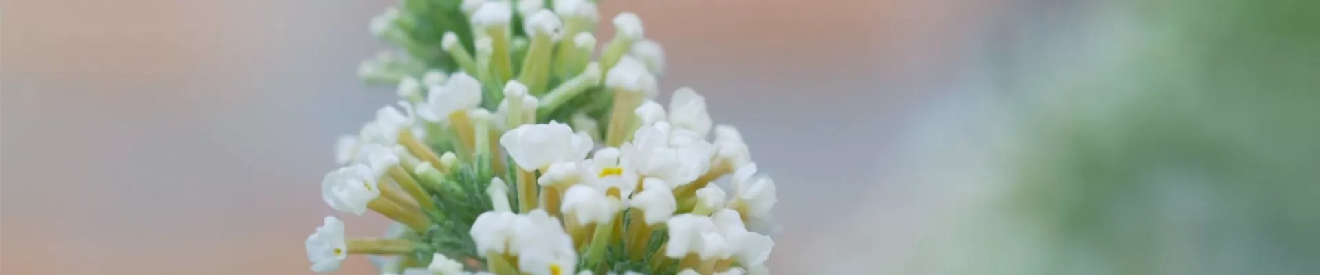 Sommerflieder - Einpflanzen im Garten (thumbnail).jpg