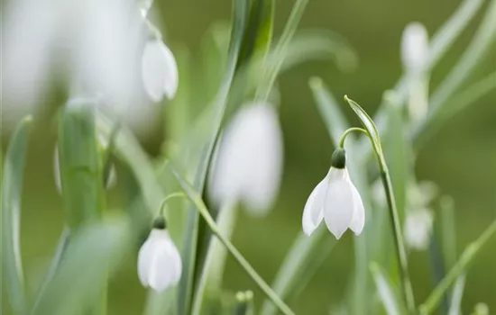 Schneeglöckchen im Schnee