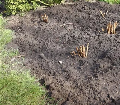 Dahlien - Einpflanzen im Garten Dahlien - Einpflanzen im Garten