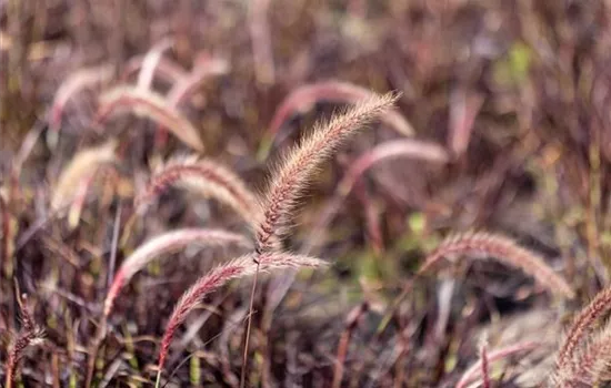 Gartengestaltung mit Gräsern – Jetzt wird’s bunt!