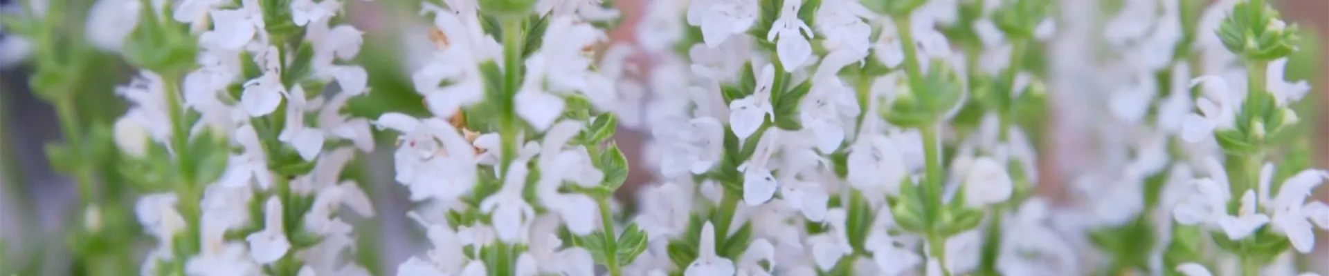 Steppensalbei - Einpflanzen im Garten (thumbnail).jpg Steppensalbei - Einpflanzen im Garten (thumbnail).jpg