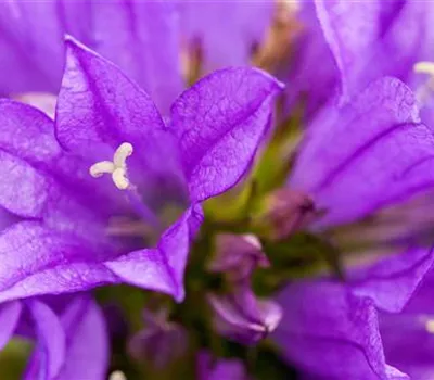 Knäuel Glockenblume - Einpflanzen im Garten Knäuel Glockenblume - Einpflanzen im Garten