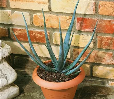 Aloe