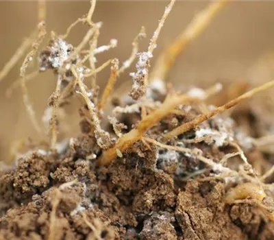 Wurzelläuse bei Salat