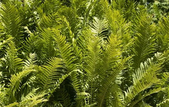 Farne im Garten als grüne Highlights im Schatten