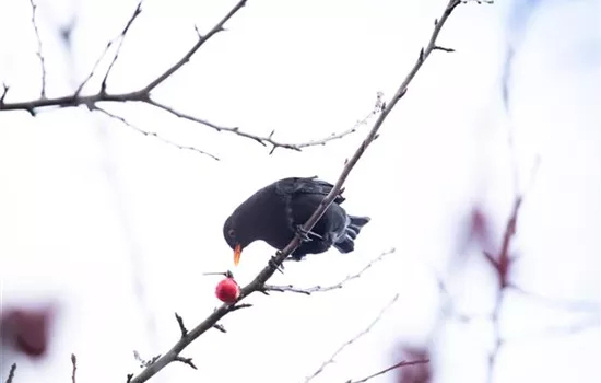 Gehölze als Nahrungsquelle für Vögel pflanzen