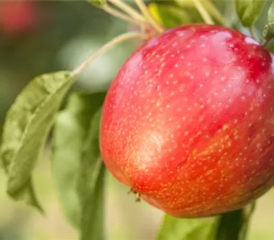 Apfelbäume im Garten – Eine reiche und leckere Ernte