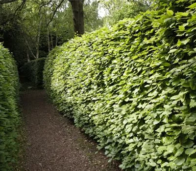 Gut geschützt – Hecken pflanzen und den Garten ungestört genießen Gut geschützt – Hecken pflanzen und den Garten ungestört genießen