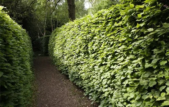 Gut geschützt – Hecken pflanzen und den Garten ungestört genießen