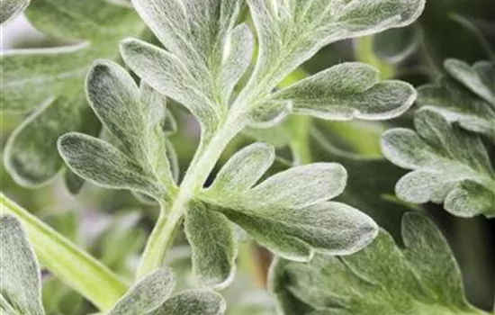 Echter Wermut Echter Wermut