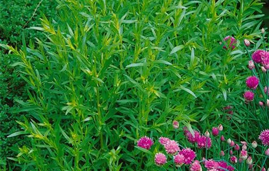 Französischer Estragon 'Pfefferkorn' Französischer Estragon 'Pfefferkorn'