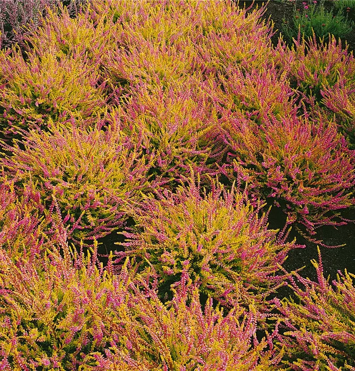 Besenheide 'Harlekin'