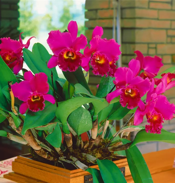 Cattleya Orchidee