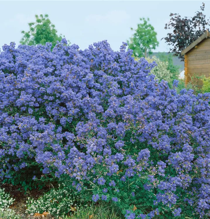 Säckelblume