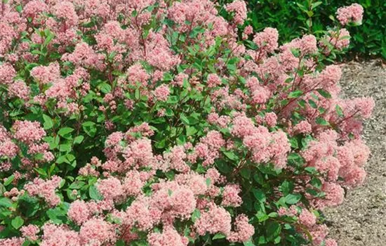 Hybrid-Säckelblume