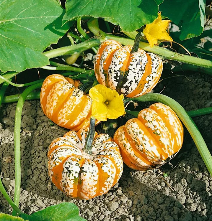 Zierkürbis 'Concerto'