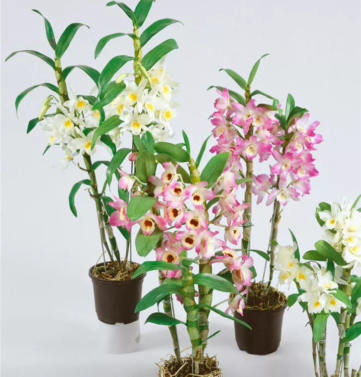 Dendrobium 'Emma'