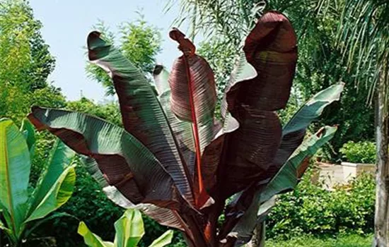 Zierbanane