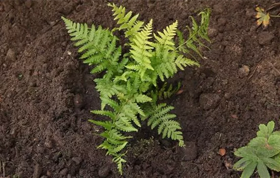 Frauenfarn - Einpflanzen im Garten