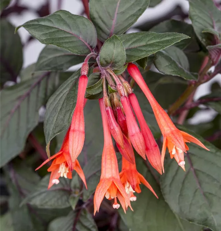 Fuchsie 'Koralle'