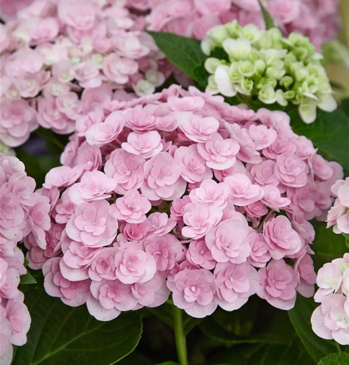 Bauernhortensie