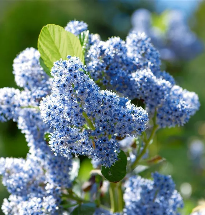 Säckelblume