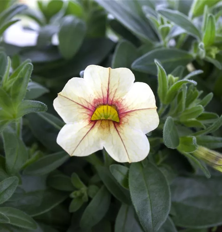 Milliflora-Petunie