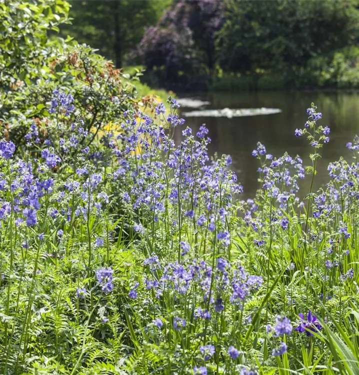 Blaublühende Jakobsleiter