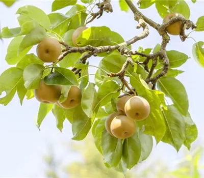 Der Obstgarten – viele Leckereien für große und kleine Naschkatzen