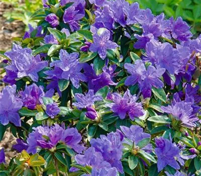 Augustines Rhododendron 'Aquamarin'®